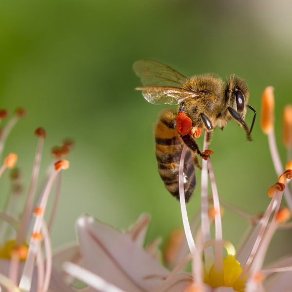 bij op een bloem